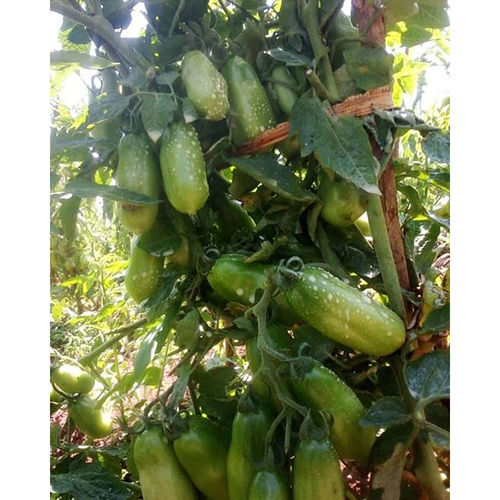 shatrah f1 tomatoes