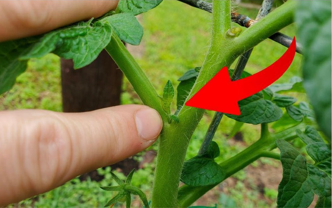 A tomato sucker sprouts in the 'armpit' between the main stem and a side branch. Remove the sucker before it grows large.